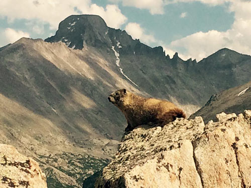 A marmot takes a majestic pose as it watches Hitt paint.