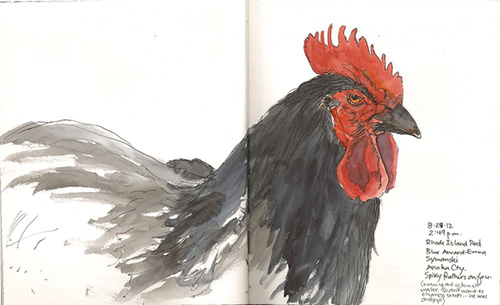 Stendahl sketched this Rhode Island Red at the state fair.
