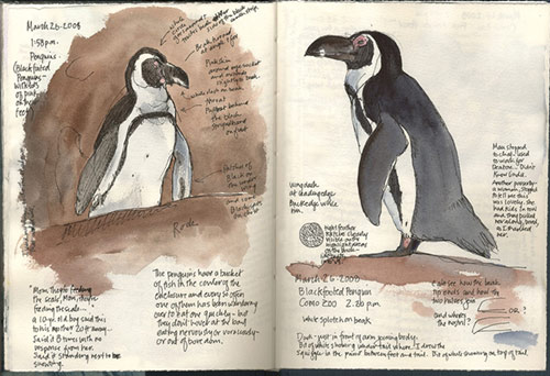 Stendahl’s sketches of penguins at Como Zoo