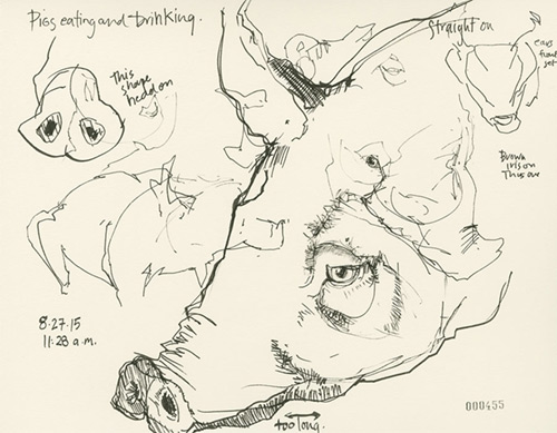 Stendahl’s studies of a pig
