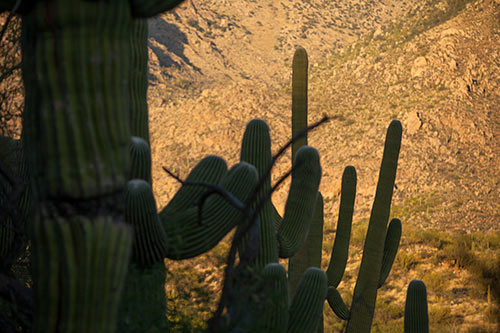 Iconic saguaro cactuses