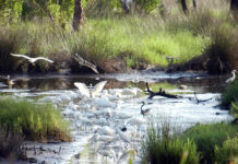 Artists and Conservancy: The 10 Habitats of St. Vincent Island, FL