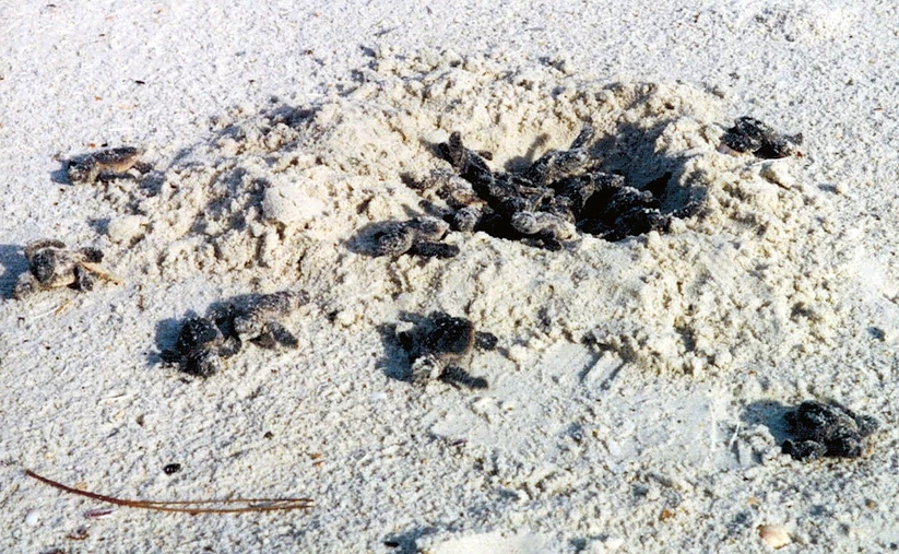 Sea turtles hatching on the beach