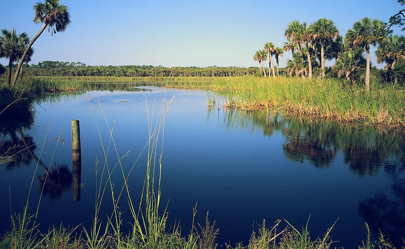 Alligators are in every freshwater lake in Florida.