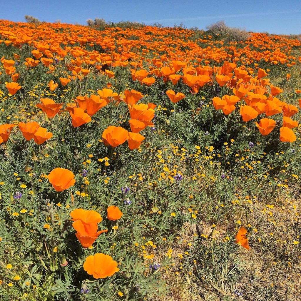Photo of poppies by Rich Gallego