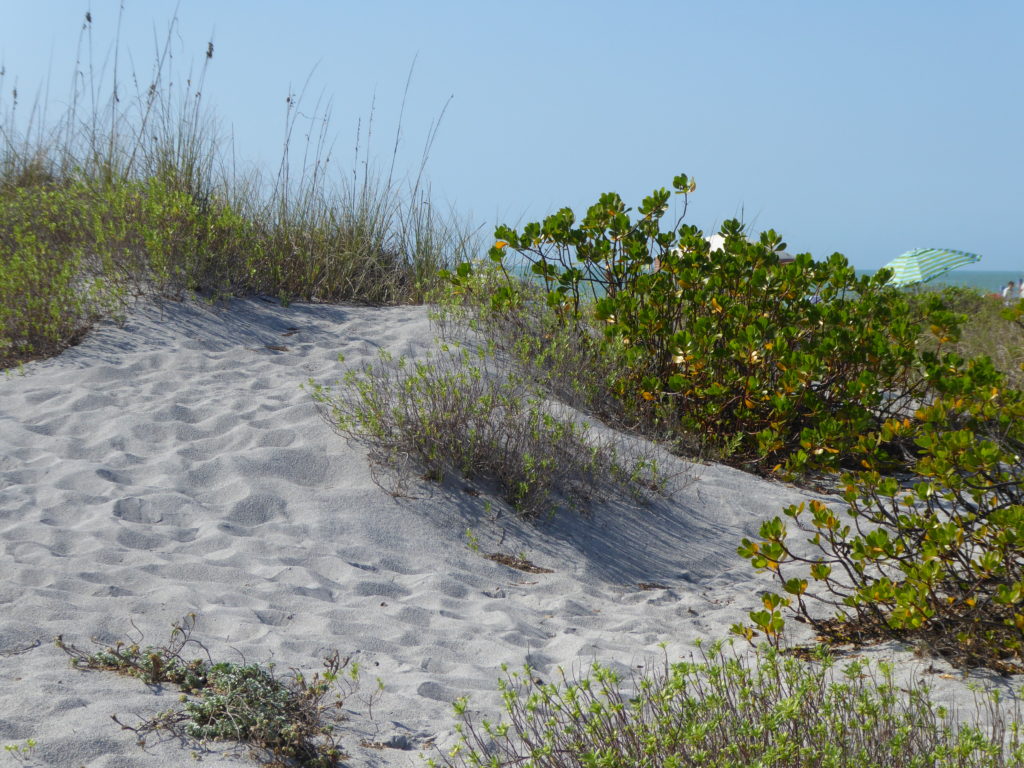 The scene Caggiano depicted in “Over the Dunes”