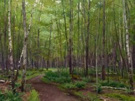 Plein Air Podcast Episode 74: Joe Paquet Joe Paquet, plein air artist