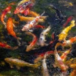 PleinAir Salon art competitions - "Koi Pond" by Derek Penix