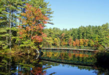 Paint for One Whole Week! Painting Vacations - Fall Color Week 2020