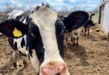 Artist Encounters With Curious Cows