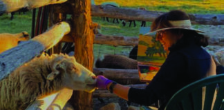 Artist Susan Hediger Matteson plein air painting on a farm with sheep in southwest Colorado.