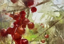 Kelly Kane’s Pick of the Week: Cherries Oil painting of cherry tree