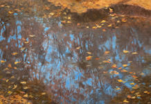 Plein air painting of leaves in water