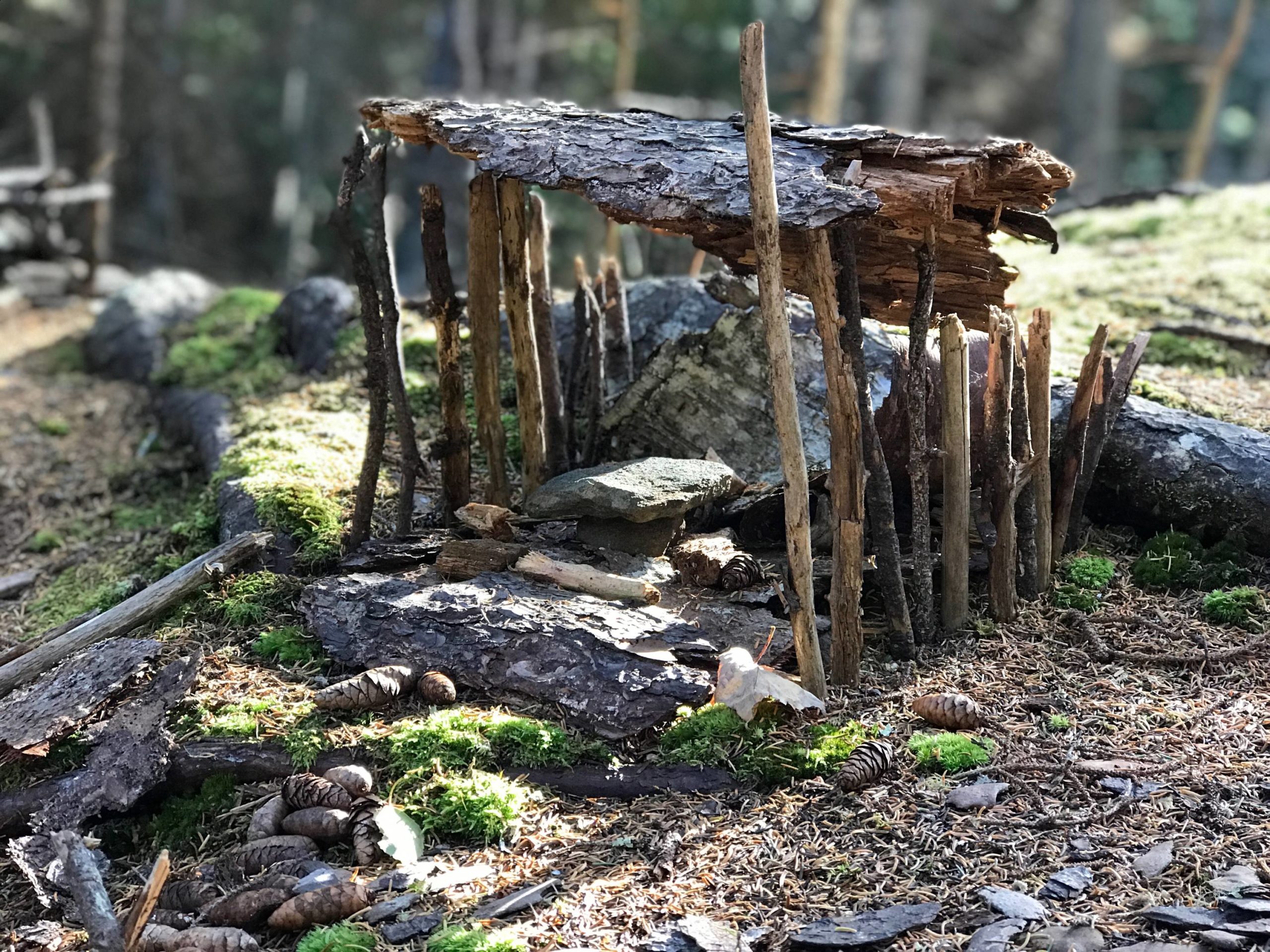 Cathedral Woods Monhegan Island fairy houses