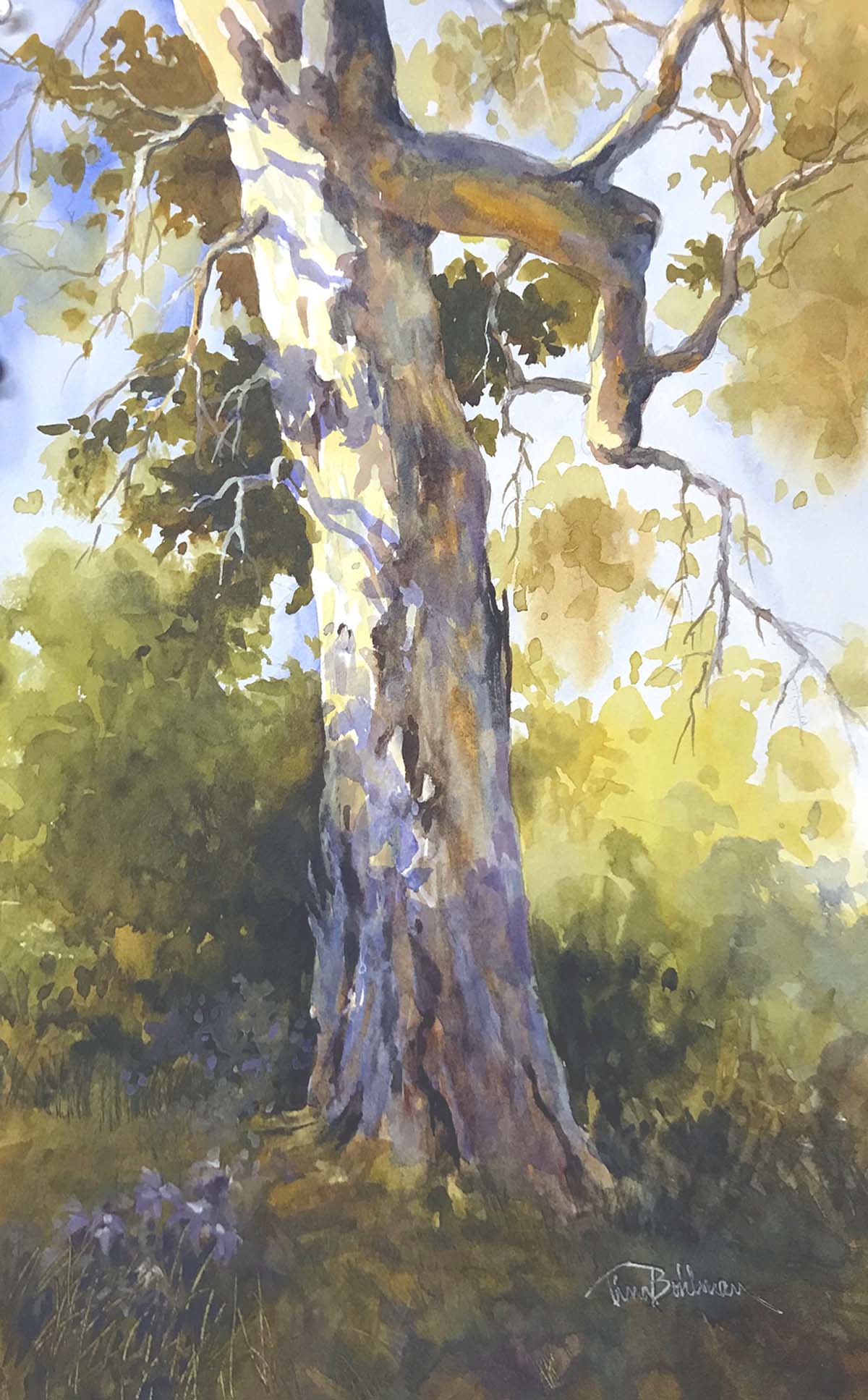 watercolor painting of a sycamore tree from a worm's eye view during the day 