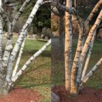 How Light Affects Your White Color white for plein air painters - painting trees