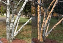 Color white for plein air painters - painting trees