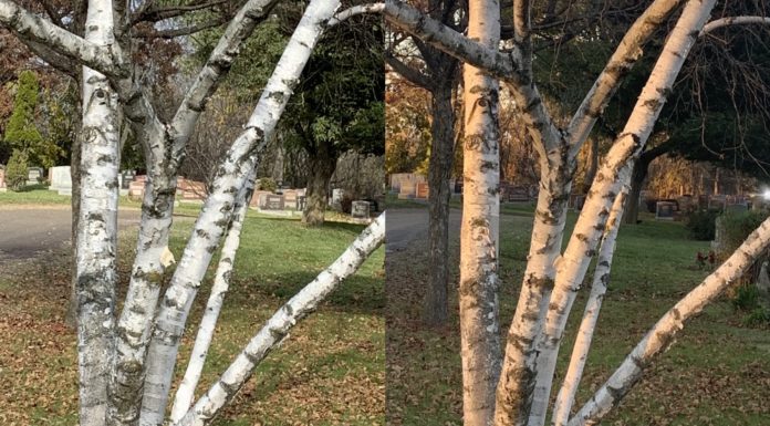 How Light Affects Your White Color white for plein air painters - painting trees