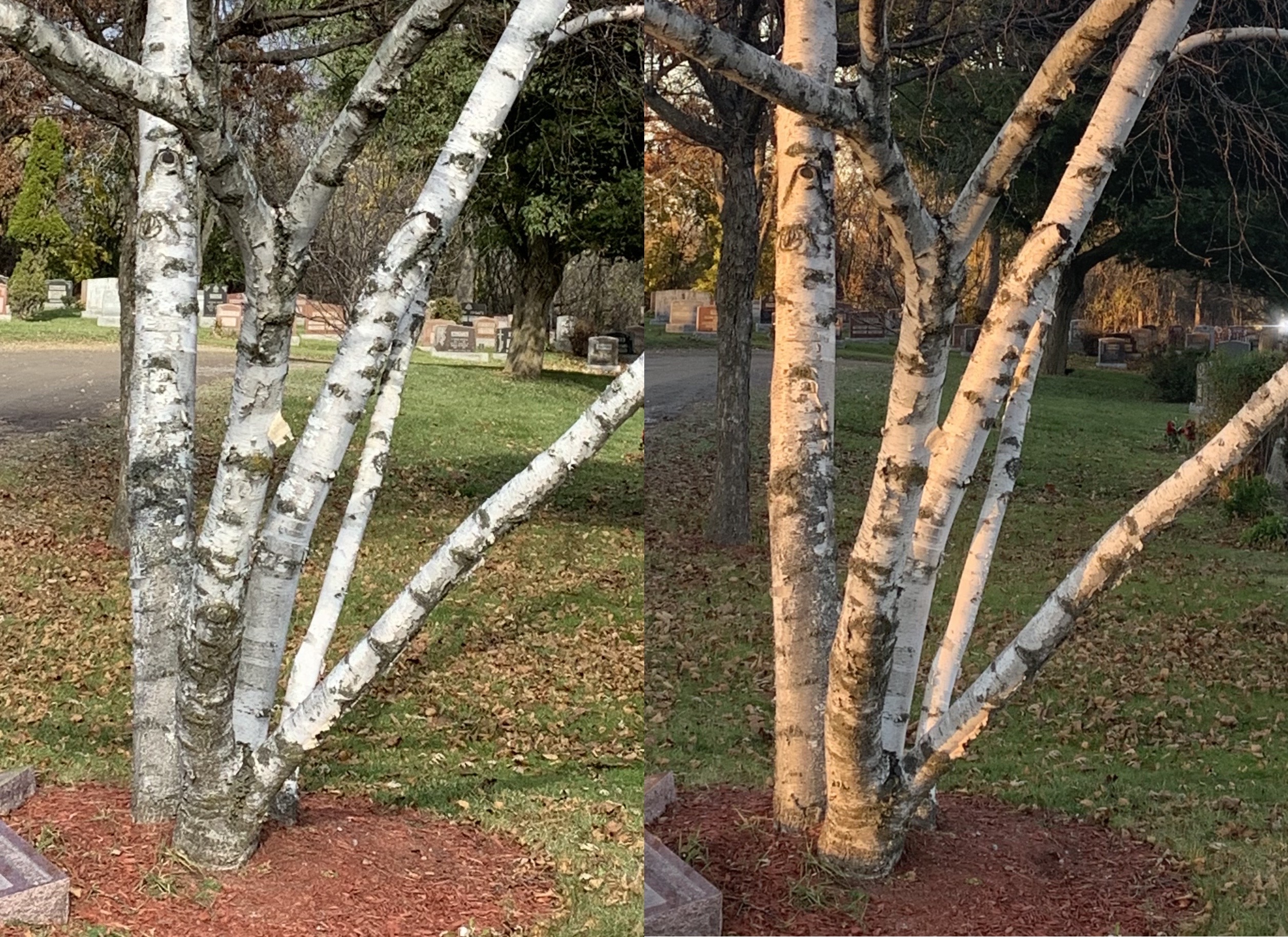 Color white for plein air painters - painting trees