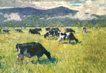 Painting of Cows - Richard Oversmith, "Morning Graze," oil on linen, 48 x 68 in.