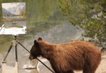 The brown bear that Bill Davidson encountered while plein air painting in the Tetons