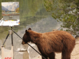 The brown bear that Bill Davidson encountered while plein air painting in the Tetons
