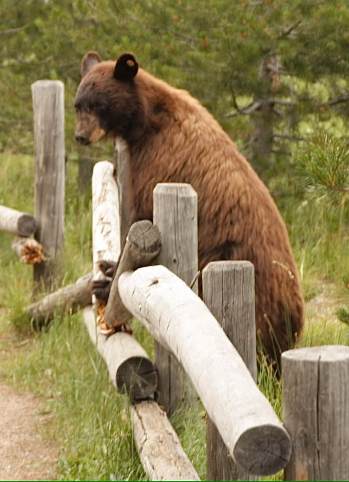 The brown bear "snapping the fence like a toothpick"