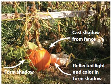 reference photo of a pumpkin in a garden