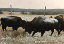 bison, plein air painting