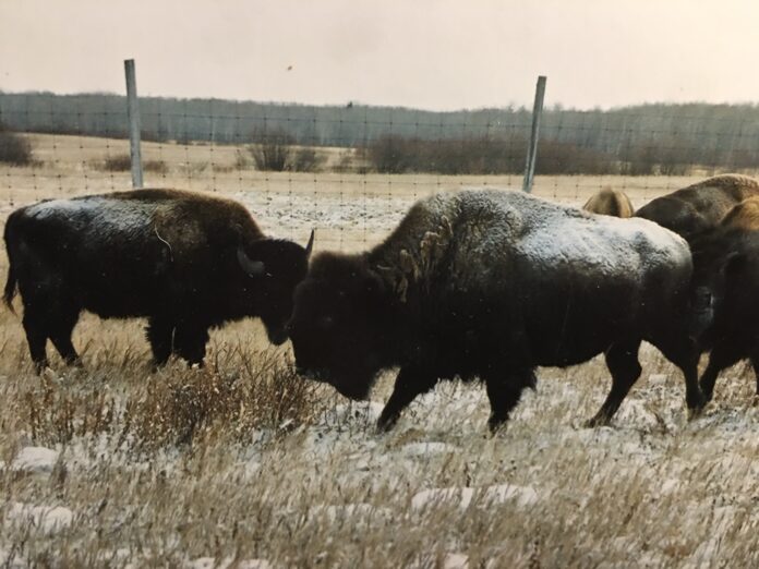 bison, plein air painting