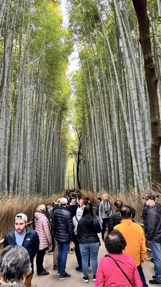 A bamboo forest was part of the visit, along with many shrines and museums, and some amazing castles from the Shogun era, which have been in perfect condition for hundreds of years.