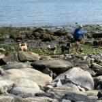 Plein Air Painting … With Dogs? plein air painting - dog friendly beach