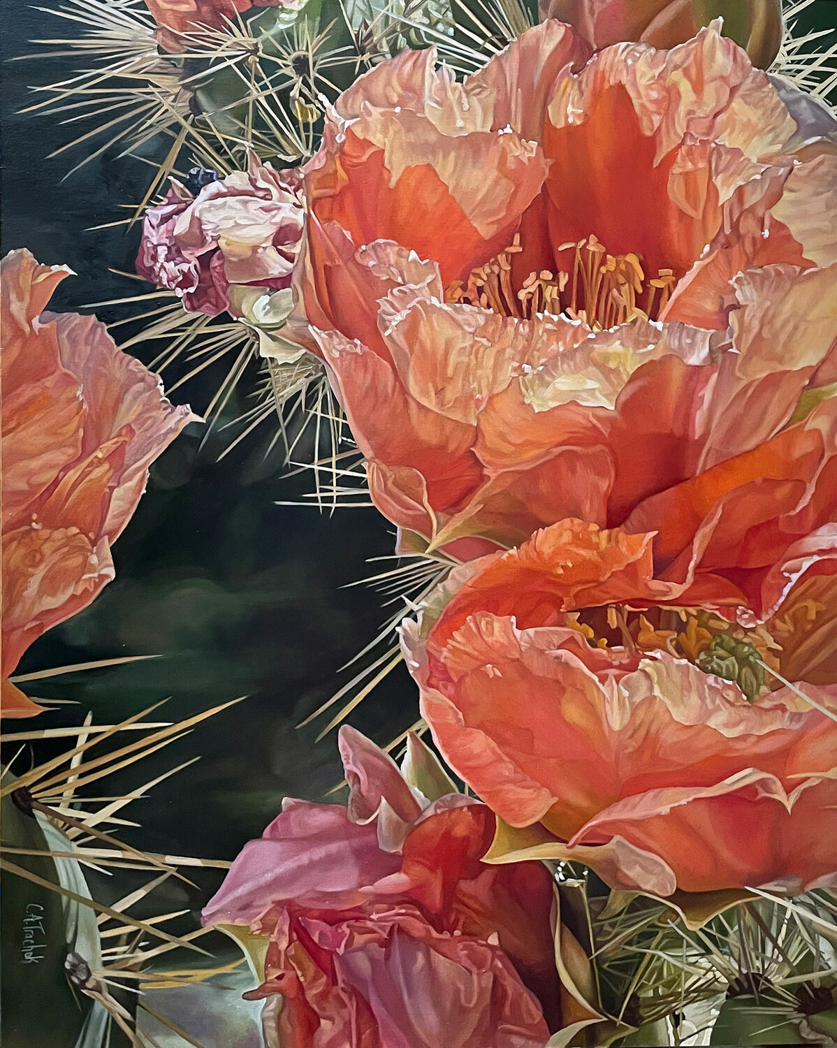 Close-up of vibrant orange and pink cactus flowers with delicate petals and yellow stamens, surrounded by sharp, pale spines against a dark, blurred background. 15th Annual PleinAir Salon Art Competition
