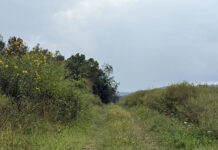 #1. Image courtesy of Kathie Odom /