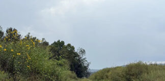 #1. Image courtesy of Kathie Odom /