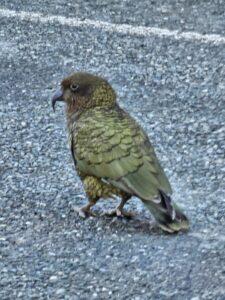 The kea parrot that stole Lorna's paint brushes