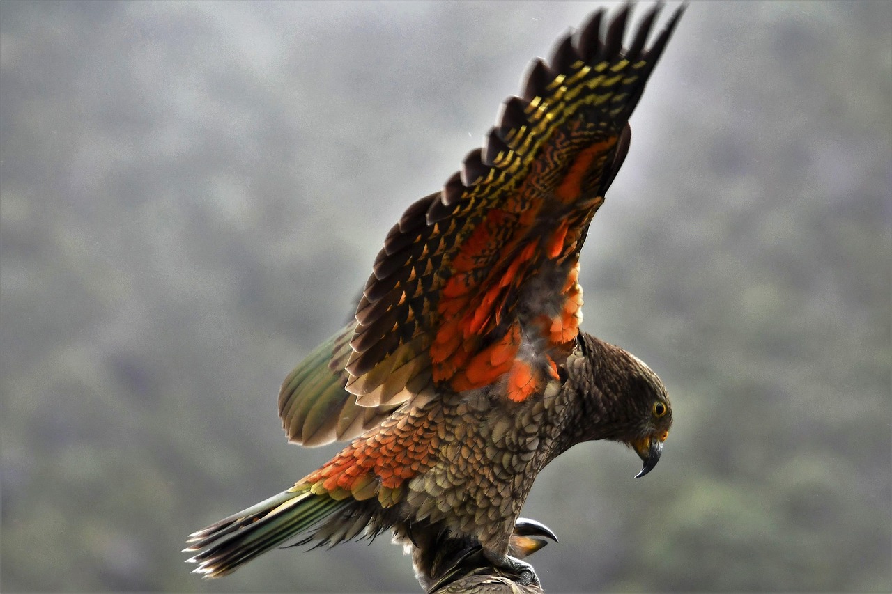 Kea parrot Image by traveller1955 from Pixabay