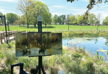 View of Scene: I set up at a wetlands pond in early spring, just as the water lilies sprouted new growth.