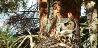 Salon Winner in Plain Sight Salon Art Prize - First Place Overall: Bruce K. Lawes, “In Plain Sight,” oil, 30 x 20 in., realistic painting of an owl