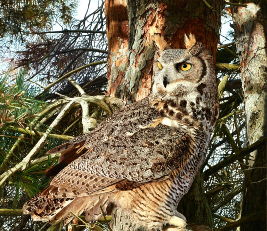 Salon Winner in Plain Sight Salon Art Prize - First Place Overall: Bruce K. Lawes, “In Plain Sight,” oil, 30 x 20 in., realistic painting of an owl